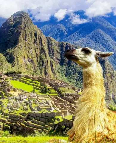 montaña de colores | llama