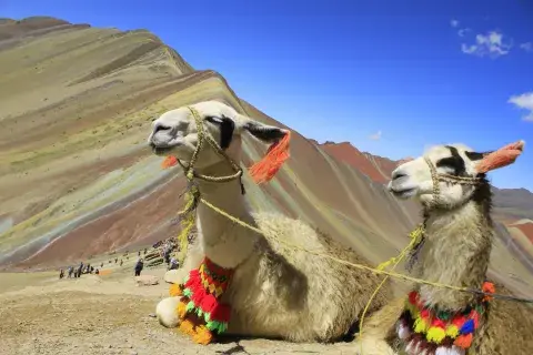 montaña de colores | llama